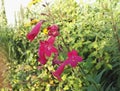 Penstemon Ã¢â¬ËGarnetÃ¢â¬â¢, perennial with spikes of tubular deep wine red flowers